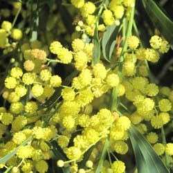 Planta proibida em Portugal-Mimosa de 4 estações